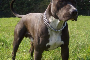 Staffordshire terrier lub amstaff